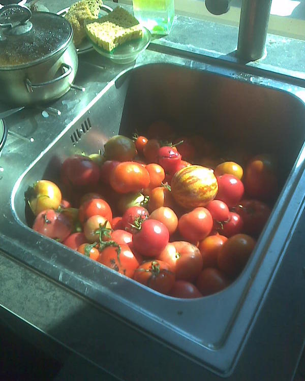 Завтра буду это дело с баклажанами, перцем, луком тушить и по банкам, а сами банки в кастрюлях с водой кипятить и далее закатывать, а чуть подостынут - переворачивать. Как-то не ожидал еще помидор, а они взяли и решили расти.
