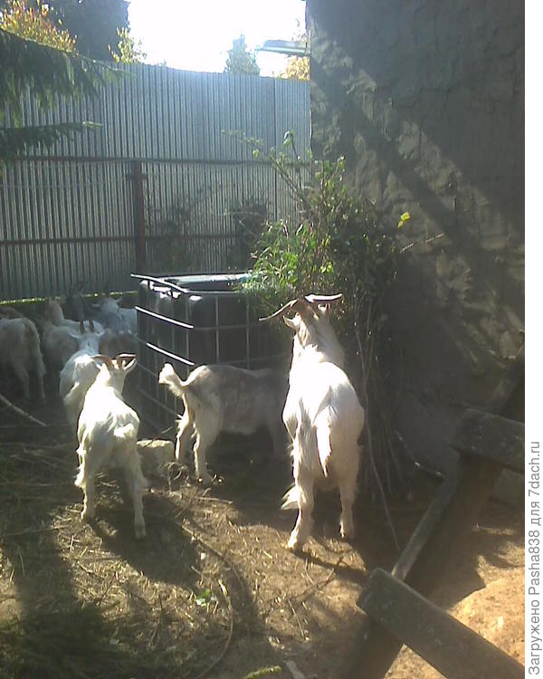 Вот его фото, правда со спины, ест старую малину (срезанные ветки им отнесли - листья покушать).