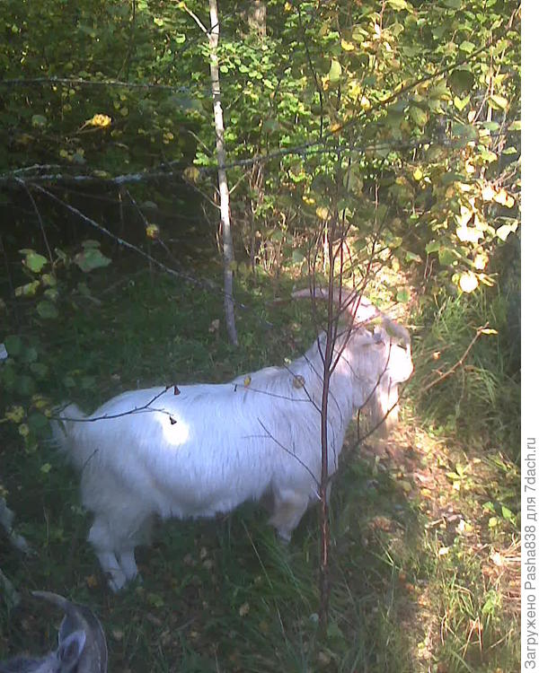 Забодалкин