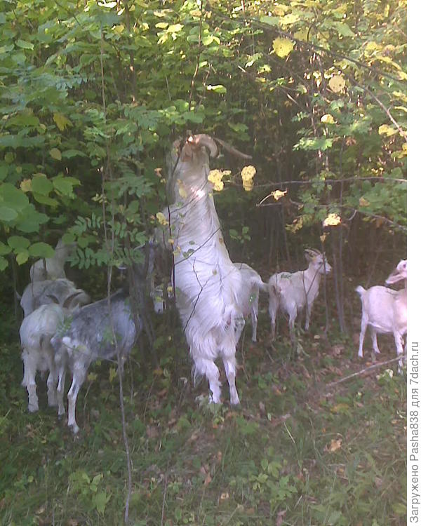 Забодалкин в вертикальном положении