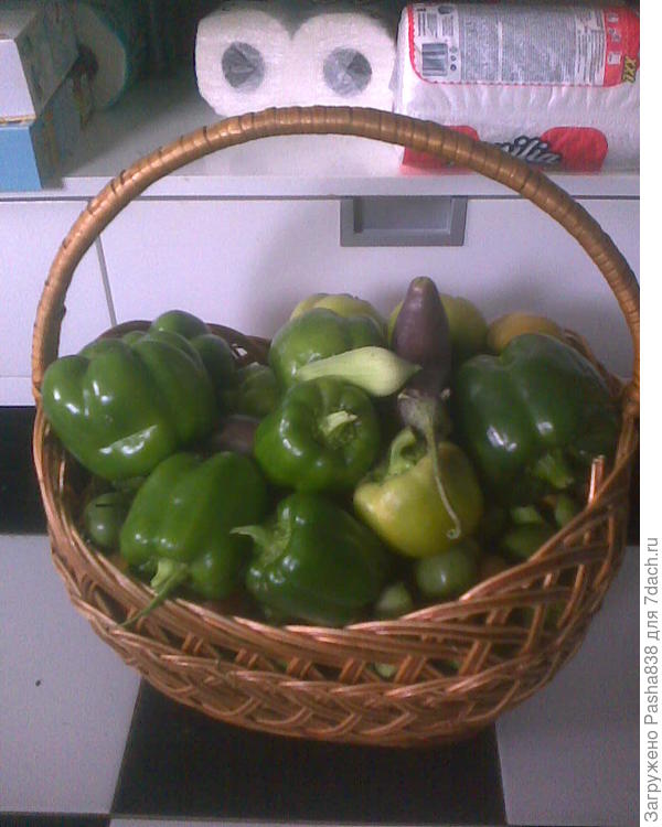 Эти вот уже осенние, снял потому что заморозки начались, мокрый снег и т.п. Поэтому темно-зеленые еще не красные. Ну да мы их так съели, зафаршировали. Не знаю, а может они и должны были быть зелеными. Сортами ведает мама, мне как-то лень, я тупо высаживаю рассаду по теплице, а семенами она занимается. Тут среди темно-зеленых виден один &quot;колобок&quot;, он посветлее, ну и еще туда баклажан попал и перуанский огурец.