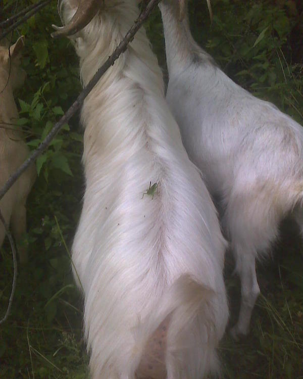 Они здесь обычно на ольхе живут. Называются большой кузнечик. В отличие от саранчи не так плодовиты, не так прожорливы и не умеют летать, но прыгают. Вполне безобидные создания, чаще живущие в лесу, нежели в огороде.