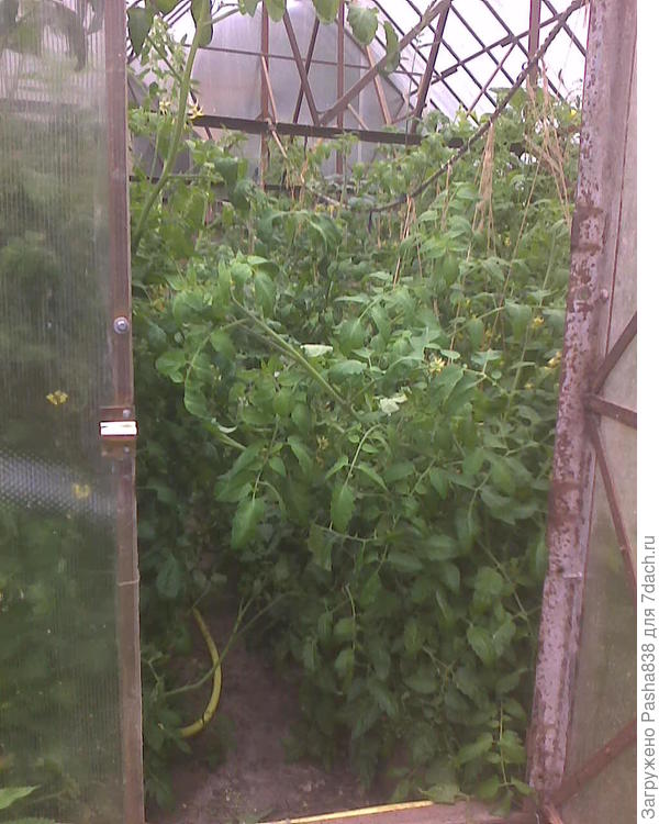 Вот как-то так )) Тапками сильно не кидайте, я знаю что слишком часто посадил растения и что не общипал пасынки.