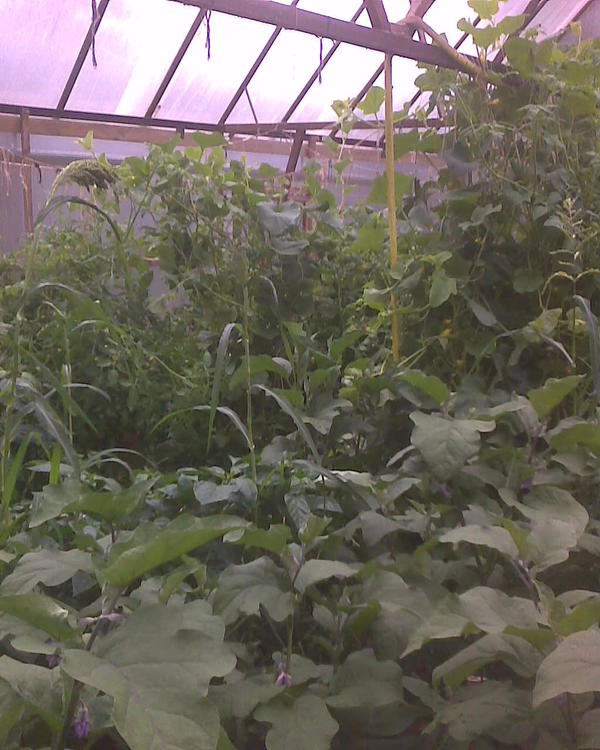 Фото понормальней на компе я не нашел, но суть в том что теплица 6х9, в ней 4 железобетонных дорожки, а между ними гряды, шириной где-то 80 см (примерно) (дорожки уже чем гряды). Пять грядок по 9 м длиной каждая. Ну и там вот такой вот лес. Гряды чуть приподняты над дорожками, там еще 15 см доска идет 50ка (доски б/у). А зимой там живут гуси, у теплицы с торца прилеплен еще кирпично-пеноблочный домик, в который гуси могут зайти если сильный мороз (я загоняю и закрываю). Ну вот, зимой там слегка подкидывается везде сено, гуси его едят и спят на нём, ходят, ну а весной я слегка убираю лишнее сено, пронавоженное (куда-нибудь в сад), а остальное перекапываю, разгребаю и сажаю. Ну вот и никак не приноровлюсь грамотно сажать, чтобы не было загустения, да и прищипку забываю делать.