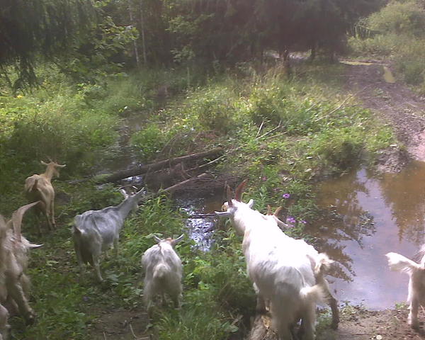 &quot;Кончик&quot; реки Клубиш, когда она уже мелеет (вначале она вроде намного шире, а это официально уже не считается рекой, на карте не нарисовано, но течет явно оттуда же, в смысле сначала река, а потом вот такой из неё ручей вместо реки. Это не то просека, не то лесниковая какая-то дорога. Теоретически по ней можно добраться до другого поселка, но там еще два с половиной километра, идет эта &quot;дорога&quot; через болото, мне чет не захотелось проверять, влипну я там или нет, я не вездеход, и мы повернули обратно. А этот ручей на фото пересекали, там по бревну несложно, да и вляпаться сильно нельзя, ну максимум по колено.