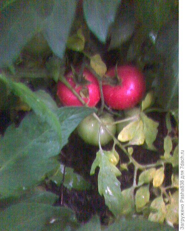 Если под ботву лезть то там что-то такое вот везде, но это всё под огромной массой листьев. А еще там растут баклажаны и перец. Они тоже вполне удаются, в общем на покушать мне хватает, но всё равно это больше, видимо, от размера теплицы исходит, нежели от грамотного выращивания.