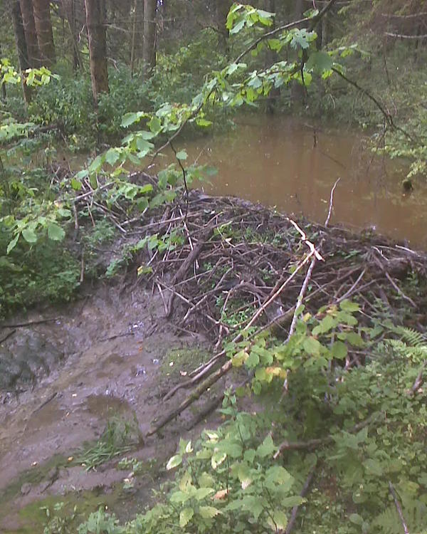 Вот. Веточки. глина - как-то я сомневаюсь, что это люди могли построить. А судя по тому, что в воду иногда что-то плюхается, то я подозреваю что это точно бобры.