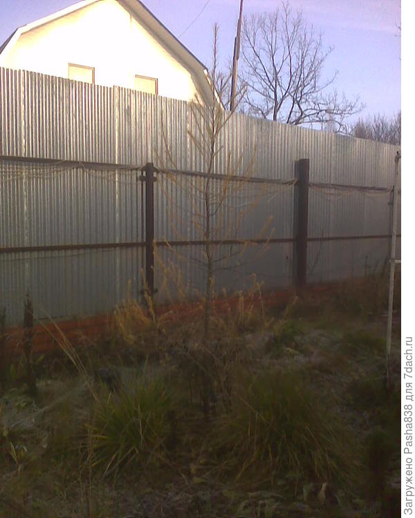 Вот, причем покупал - ну сантиметров тридцать она была. Сейчас правда она к зиме подготовилась, а летом она мохнатенькая такая, зеленая. Выросла высотой уже чуть выше забора, т.е. 3 м, года за три. Правда я её постоянно удобрял пронавоженной подстилкой, не помню правда от кого - то ли от гусей, то ли от коз, а может от уток... Главное не переборщить, чтобы не &quot;сжечь&quot; а так вот нормально получилось. Видимо весь азот ей впрок пошел, ну она и пошла вверх.