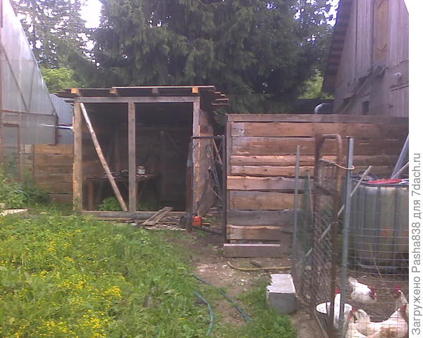 Вот. Справа - это хлев, там дверь, а слева - помидорная теплица. В центре сарай (на фото тут многое не доделано, просто фото старое) это бойня, в которой я кур режу, или козликов и т.п. Вот, а там калитка, козы сюда выйти не могут, а идут транзитом вдоль забора, между теплицей и забором, хлевом и забором и т.п. У меня многие строения так, по периметру и короткие заборчики между ними. Вот там мы проходим вокруг участка и в дальнюю калитку выходим гулять. А там где куры  тоже заборчик, калитка сварена из уголки и какой-то спинки от древней железной кровати (где вся остальная кровать я без понятия, я эту спинку в лесу нашел, кто-то выбросил). Бак стоит - это для полива. Слева - заросли, это я никак в порядок не приведу, точнее на фото всё устарело, там трава снята и посажена яблонька, но я не знаю, выживет она или нет. Ей досталось - её один раз триммером скосили в прошлом году, выше прививки листики, ну вот я её сюда пересадил потому что здесь место ни то ни сё (на фото её еще нет). Если не выживет - посажу другой саженец, может как раз здесь и сделаю клочок земли для винограда. А еще левее - там тоже забор (на фото не попадает), там выгул гусей, там гуси живут, а вот в этой теплице они зимуют, ну и там еще домик утепленный к ней пристроен, через который они транзитом ходят на этот свой выгул. Еще на фото две ели, но сейчас их одна, потому что другую я спилил, она тенила теплицу, да и козы её ободрали. Вторую пока оставил, а ствол отделал металлом, увязав проволокой, чтобы козы не портили кору, а то погубят дерево. Пока эта ель мне не мешает, в случае чего спилю, длинная лестница у меня есть, фигли (сначала макушку потом остальное). Но пока думаю оставить, пусть растет, всё равно туда плодовое не посадишь - там же козы шастают.