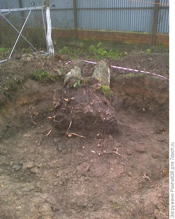 На фото не очень заметно, но, поверьте, это был большой пень. Береза.