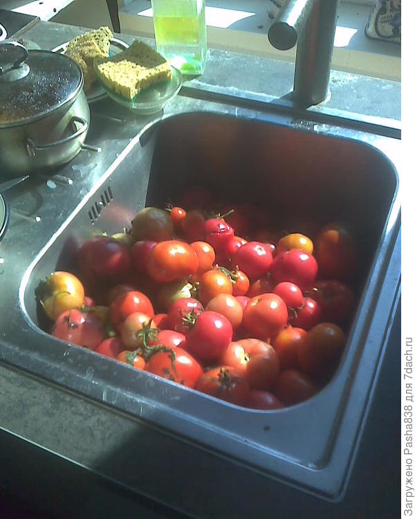 Хотя так поесть-поконсервировать теплица более-менее даёт, если порыться в этих дебрях то кой-чего там найти всё же можно