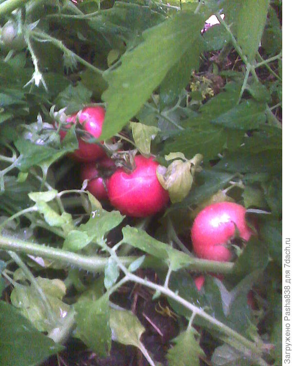 Главное в этих дебрях - не прошляпить, потому что если перезреют то лопаться начнут. В прочем, их охотно едят куры, да и на томат они вполне пригодны. Одна вот лопнула, остальные нашел вовремя. Т.е. надо в этих дебрях лезть под все ветки и там если ниже к земле - то горы зеленых, часть из которых красная.