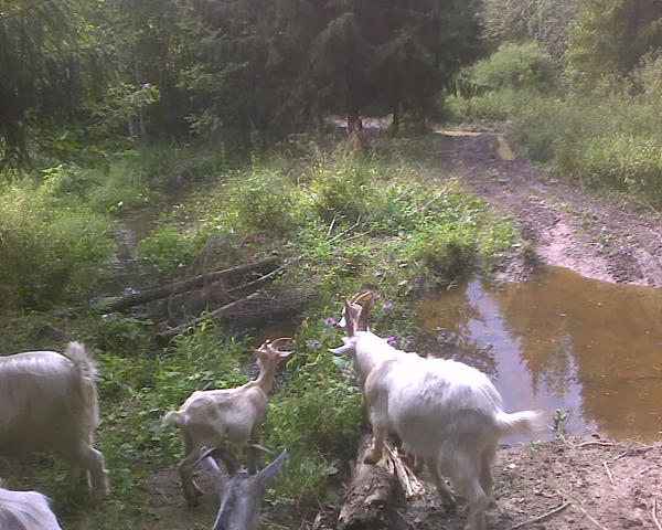 А здесь нечто вроде грунтовой дороги, которой пользуются в основном лесники. Слева узко, справа разлилось в лужу и потом течет дальше. Это речка Клубиш, но только на карте она уже здесь рекой не числится. Когда-нибудь, когда мне будет нечем заняться, я нагребу по местным холмам камней, и построю в стороне от проезда небольшой каменный мостик через эту речушку. Ну как построю, просто положу валуны с одного берега и с другого и чего-нибудь переброшу. За полномасштабное строительство наверное можно и по шее получить )
