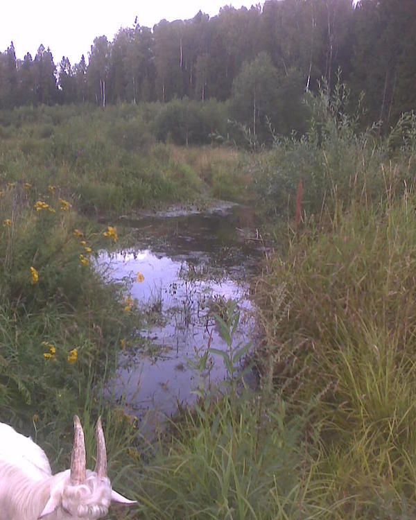 Здесь вот пошире, потому что дальше бобры построили запруду