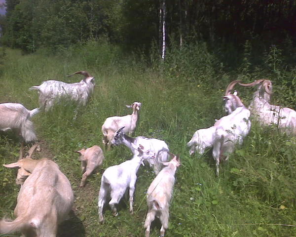 Стадо стадное