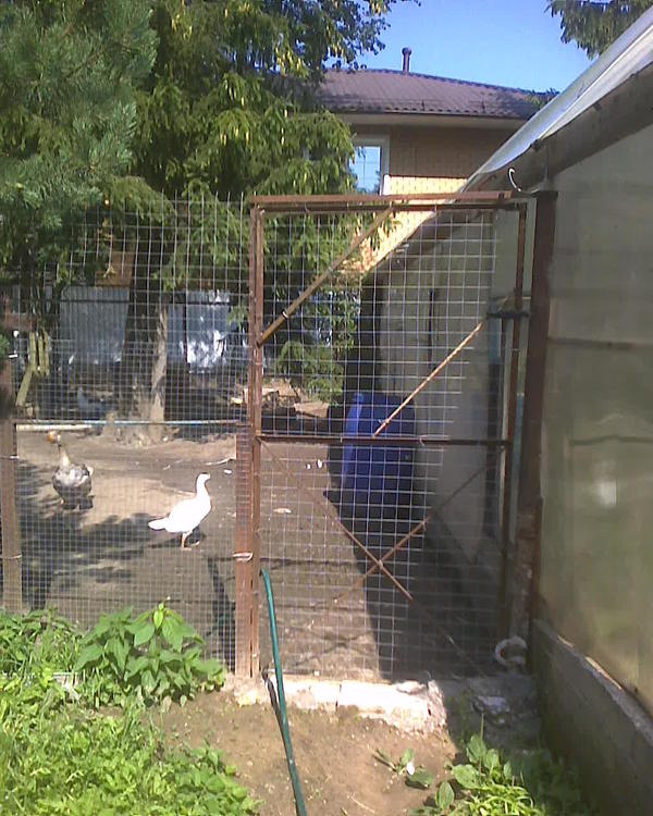 После набега лисы гусиные калитки заметно "подросли" в высоту, получили железобетонную линию снизу (чтобы не было возможности подкопа, да и сам забор тоже фортифицировался. Раньше калитка была с метр высотой, теперь два, и "облокачивается" не на вбитый кол (когда-то) а на стальной столб, забетонированный в землю. Чтобы лиса не пропихнулась между столбом и теплицей я вварил там кусок старой ржавой водопроводной трубы. Хотя на ночь мы от греха подальше всё равно запираемся в сарай.