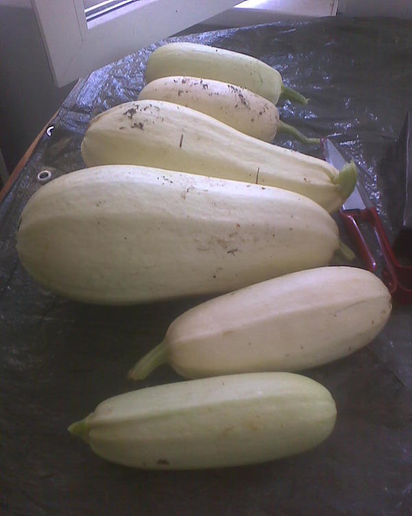 Предлагаю обитателям форума ради развлечения зафлудить все комменты подобными фотографиями ) Конкретно эти - вчера снял, там их еще полно, это просто на обед и ужин (мы чет ничего не едим сегодня, знай кабачки жарим и жарим, ничего другого не хочется).