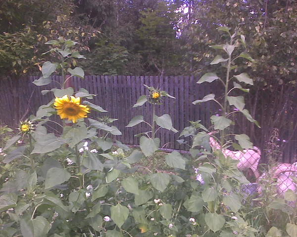 Хотя вот их товарищи тоже высокие, не знаю что за сорт. Но в теплице они где-то на метр выше. Семечки покупал мешком, не помню уже то ли 25 то ли 30 кг.