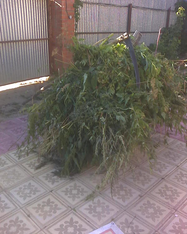 Погода неплоха для скашивания травы. Болтаюсь где попало по поселку с тачкой, косой и граблями и присматриваю, где бы чего скосить. Как вижу у кого рядом высоченную крапиву, полынь, иван-чай и т.п. - скашиваю и увожу. Как я понял, травоядных животных тут мало кто кроме меня держит, и это позволяет мне неплохо паразитировать на поселке в плане бесплатной травы. Машины здесь ездят без году неделю, поэтому вдоль дорог трава не пыльная, вполне пригодная для коз.