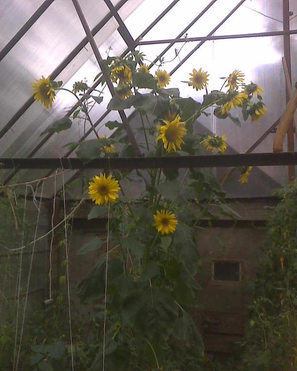 Вот, в теплице вырос. Семечко видимо уронили гуси, там у них зимой стояло ведро с зерносмесью (домик прилепленный к теплице это гусиный, а чердак там для сена, которое тоже гусям потом). Горизонтальная балка над которой он возвышается где-то два с чем-то метров от земли, т.е. растение где-то метра три высотой. Некоторые цветочки просто цветочки, на некоторых вполне бодренько зреют семечки. При этом они (сами по себе соцветия) небольшие. На фото одно растение, оно вот так почему-то разделилось на целый букет. Сама теплица в центре высоту имеет 7,5 м, и растение явно доросло почти до середины. Но там видимо просто навоза в почве много, потому что там гуси зимуют.