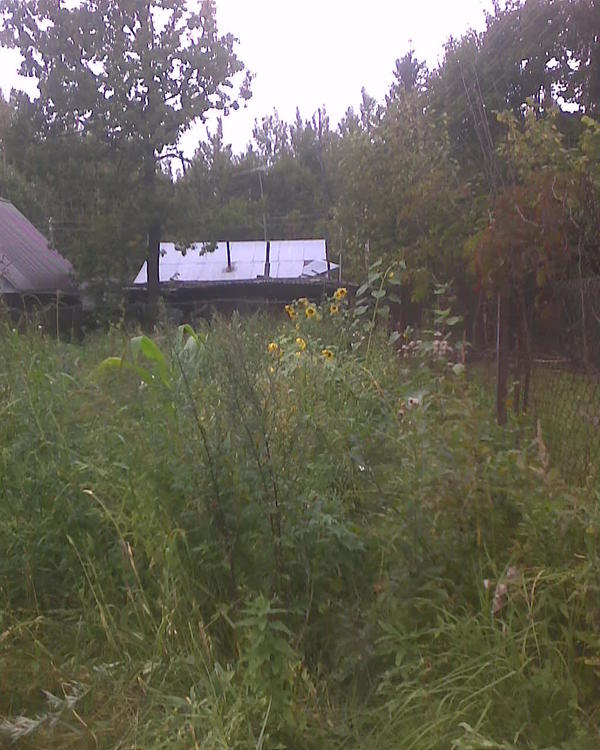 А эти вдоль сетки я именно сажал (не гуси посеяли). Рабица там где-то под 2 м над землёй, ну и цветы максимум на полметра выше, либо ниже. Здесь у меня летом растет картошка, сажаю приподнятыми грядками, а проходы между ними принципиально не пропалываю, как подсолнечник дозреет - пущу туда коз напихиваться травой (у меня этот "участок" отделен забором от остальной части сада и огорода. Сарай на фото - не знаю, вполне возможно что я его на следующий год частично снесу. Это при царе горохе построено было, наспех и как попало, там просто таджики ночевали, когда работали. Сейчас это стоит пустое, и не используется.