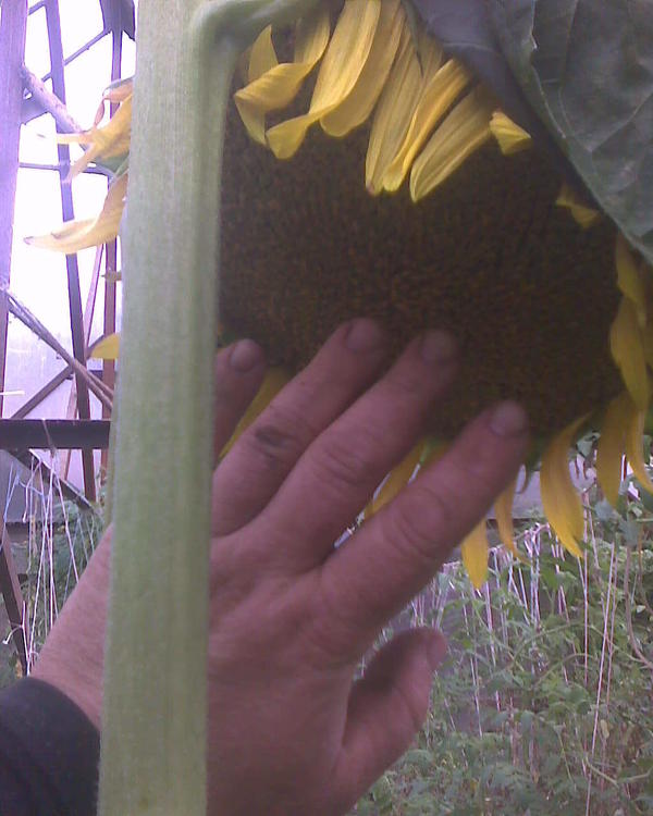 Само соцветие со зреющими семенами, цветы еще не опадают, и стебель.