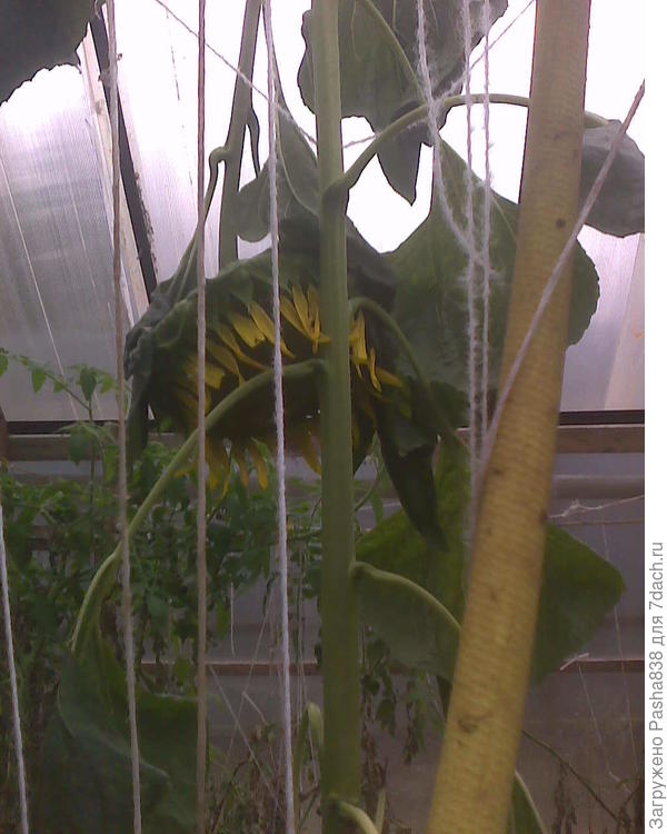 Этот там же в теплице, но к сожалению сломался, может надо было поливать почаще, а то я помидоры поливаю сейчас очень редко ввиду холодных ночей. Правда отломился не до конца, держится и, по ходу, семечки дозреют. Желтый - это не стебель, это шланг с потолка висит, в центре теплицы свешивается для удобства полива. А зеленый это от подсолнуха.