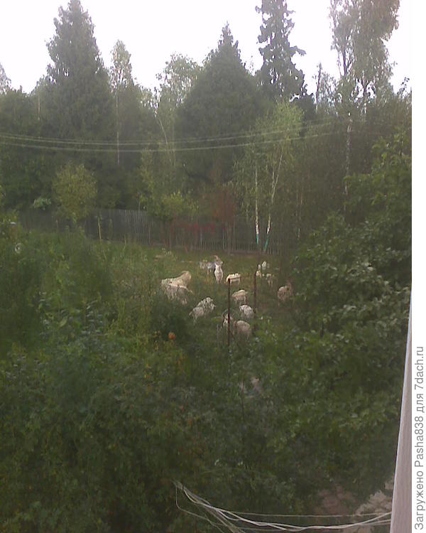 Моя трехдневная заначка. Листья - это сад, там ирга, яблоня, сливы, вишни, а потом стоит рабица (крепкая, не такая какую обычно вешают которую коза одной ногой сминает, эта - с 100 мм гвоздь толщиной и периметр снизу весь заложен толстым бревном, а калитки сварные стальные еще обтянутые сеткой), в общем вот там где козы (их у меня сейчас 20 взрослых или почти взрослых и козленок, мамка с козленком в хлеву. я им персонально приношу, а то холодновато его вести да и куда - он молоко пока только пьёт), короче там растет у меня обычно картошка грядками, кабачки, горох вдоль этой рабицы, подсолнечник и прочее на покушать. А после сбора урожая я вывожу туда стадо и закрываю, и они там дня три напихиваются (ночуют в хлеву). Сейчас там уже нет почти ничего, одна обглоданная крапива сиротливо стоит, вот как доедят - я их туда уже не буду выводить.