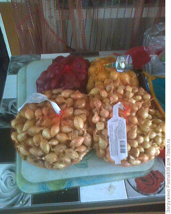 Лук. Три мешочка посадил, один пока остался, завтра грядку подготовлю посажу. Там надо перекопать, разрыхлить, борозды сделать, посадить, присыпать а потом поднасыпать смеси золы с песком и понакидать навозно-соломенную труху сверху как удобрение.