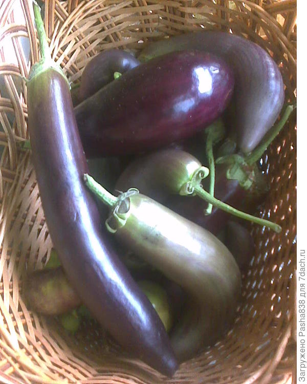 Какие-то вышли выраженно длинными, какие-то - пузатыми. Ближе к осени молодые баклажанчики стали скрючиваться, то ли из-за редкого полива, то ли из-за холода, то ли из-за всего сразу. Как бы там ни было, они вполне съедобны, мелочь я думаю использовать для мяса, потушив эдакое овощное рагу. Единственное, что удивило - очень колючие кончики возле стебля. Берешься за них - и получаешь уколы, сравнимые по ощущениям с укусом осы, такие колючки у меня у баклажанов обычно не растут. Прям шипованные. Чертополох легче было в руки взять, чем баклажан за макушку возле стебля О_О Поэтому маму на кухне заранее предупредил. В прочем, может они всегда такие, я уж подзабыл какие в прошлом году были баклажаны.