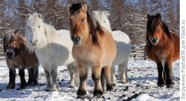 якутские лошади (фото из инета)