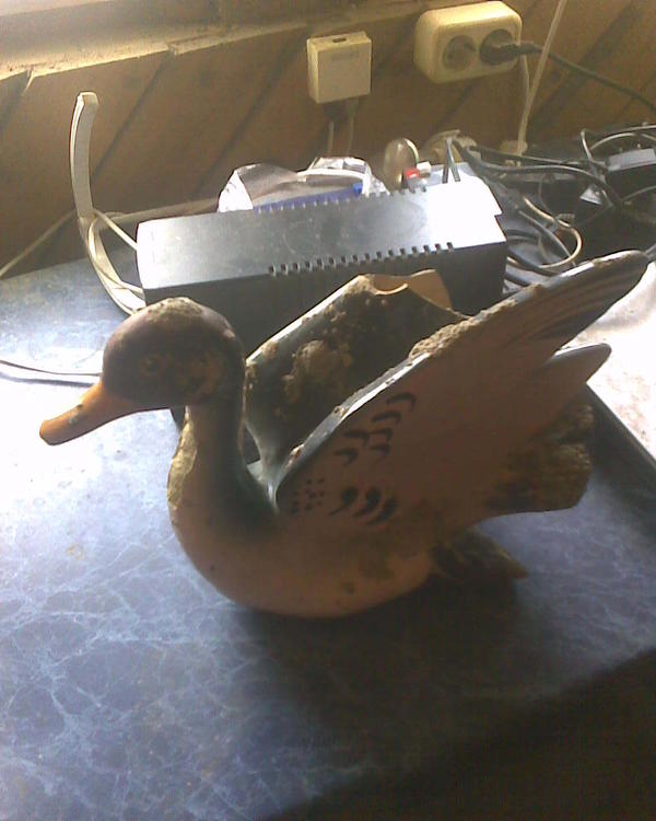 Вот еще чем развлекаюсь. Это глиняный селезень, я хочу его почистить, после чего отреставрировать ему крыло и хвостик, а выбоины и щербатости на &quot;тушке&quot; заштукатурить-замазать цементом (крыло тоже думаю попробовать сварганить из цементно-песчаной смеси). Внутри он полый, внизу - отверстие, шея явно полая, а вот полый ли клюв - я не знаю. Сижу в раздумьях, рисковать ли просверливанием или подточкой болгаркой диском по камню этого клюва, чтобы просунуть тонкую трубочку от слабого фонтанного насосика (хочу композицию под названием &quot;плюющие утки&quot;, будет утка и селезень, эти товарищи разного стиля но размер похожий и оба утки). Непонятно, удастся ли мне без потерь пройти отверстием через клюв, или он цельный, а не полый... По стуку - вроде полый... Ладно, в крайнем случае клюв придется переделывать, хотя не хотелось бы его испортить. Фонтан я буду делать невесть когда, но фигурки лучше заранее подготовить. После реставрации тупо выкрашу его жирной ПФ краской, чтобы он не портился от дождей и сырости фонтана.