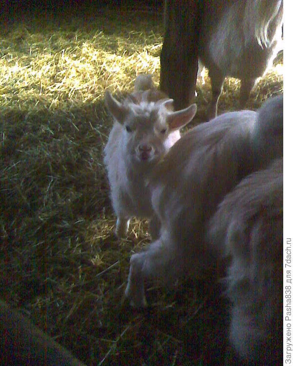 Вот еще. Я в них подзапутался уже, тем более что часть поголовья любит набиться под тумбу, прячась от бодания старших. Этот родился, кажется, осенью. Вроде это козлик, я не смотрел.