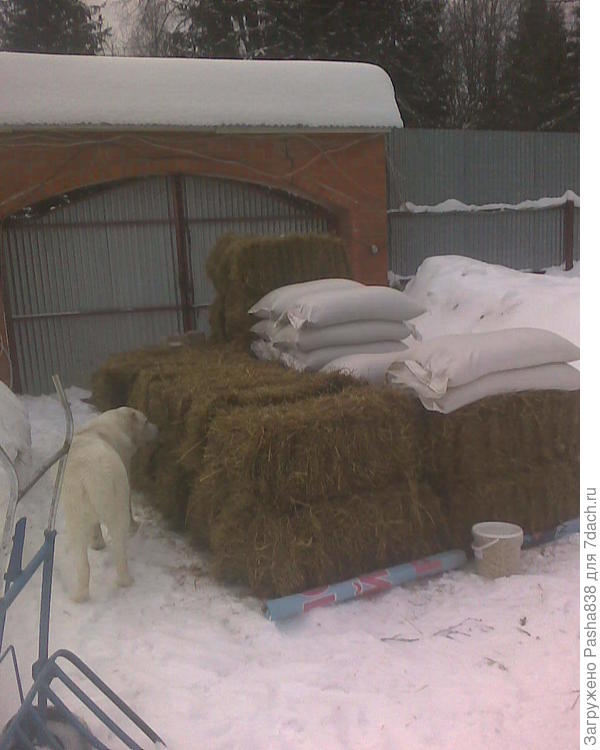 Сено сложил в одну стопку на баннер, и прикрыл другим на ночь чтобы от снега не сырело, а убирать уж завтра буду. Сегодня разве только два тюка уволок коз покормить. Собака вот стоит, нюхает. Вообще-то он у меня абсолютно белый, но это мы лазили в ржавую костровую бочку и стали слегка серовато-коричневыми кое где.