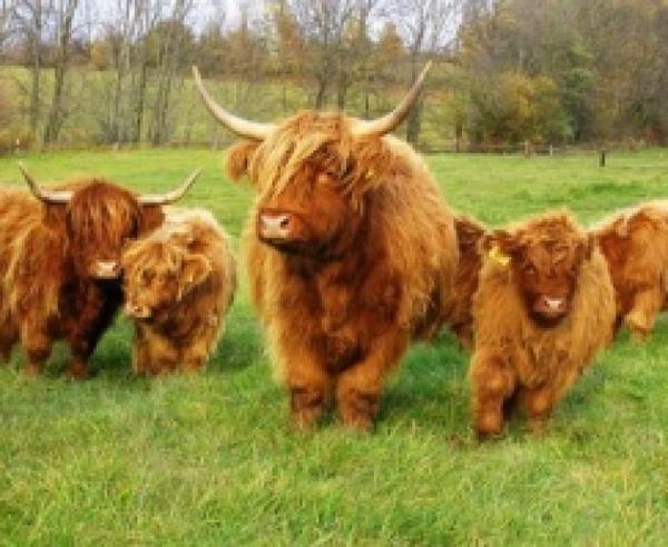 Фото из интернета. Животные приземистые, коротконогие и весьма лохматые. Хорошо приспособлены для лазания не только по холмам, но и по горам. Сильные ноги и цепкие копыта, и вообще привычка лазать. Молока такая корова даёт, правда, как коза, но у них (как пишут) очень вкусное мясо.