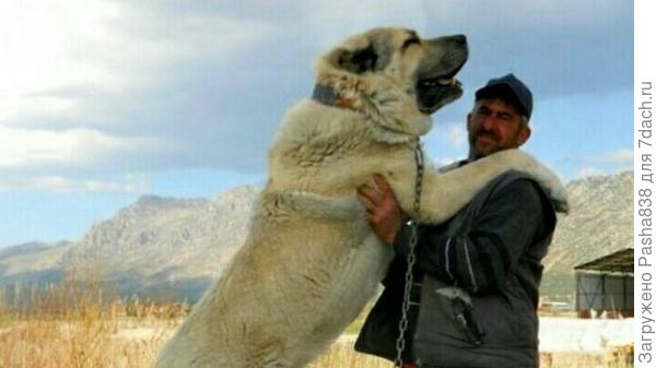 Алабай. Фото из интернета. Как видите, у они всегда широкие.
