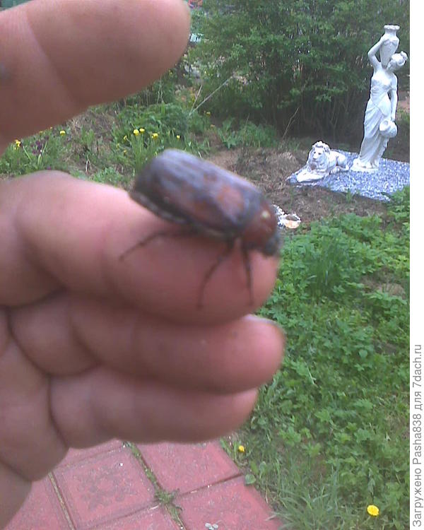 жук майский