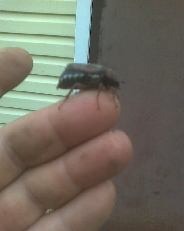 жук майский