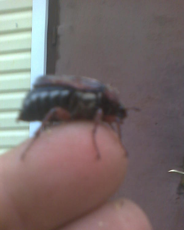 Выловил сегодня в ванне с дождевой водой. Ему повезло, а то бы утонул. У нас их здесь мало, за всё время ни разу не сталкивался с их вредительством, разве только личинки находил в компостной куче когда её перелопачивал, ну вот такой вот жук, я потом выпустил его в лес на березу.