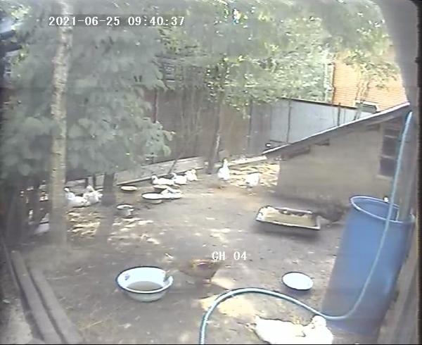 А молодежь вот граничит, тут два забора (между сеткой и глухим есть проход где я раз в день &amp;quot;проскакиваю&amp;quot; с козами, когда иду гулять, вот здесь у меня утки живут и молодые гусики (их потом переселяю к взрослым на другое место). Ну чего, чтобы мухи не летали и не пахло - периодически приходится привозить тачку песка и рассыпать тонким слоем, ну и еще траву кошеную.