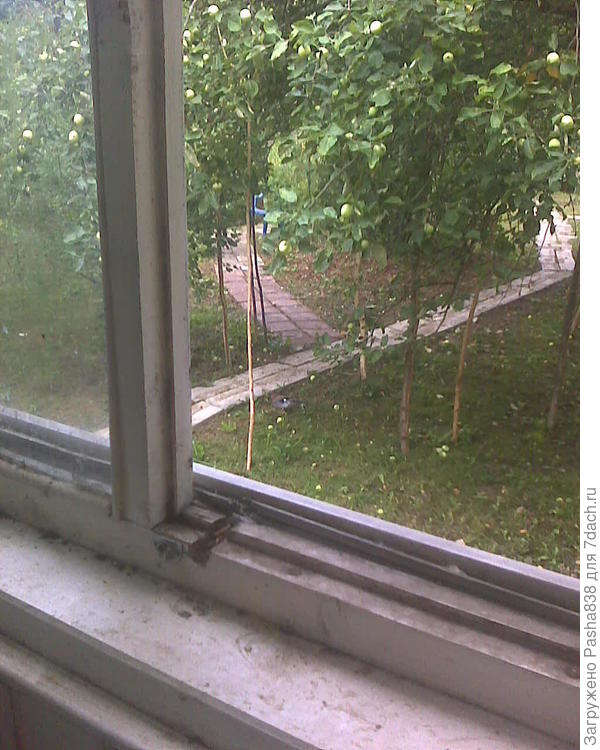 В этом году много яблок, стали плодоносить даже многие из молодых яблонь. Палыми яблоками интересуются дикие птички, если присмотреться то у дорожки можно разглядеть одну. Вообще-то их сидела парочка, но вторую я спугнул телефоном.