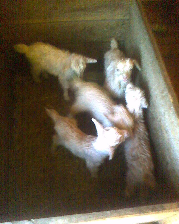 С ними как я люблю с вечера до обеда дрыхнуть - не получается, надо вставать, и доить, или греть вчерашнее молоко, чтобы покушали. Раньше держал с козами, но ввиду общей толкучки в хлеву решил отделить.