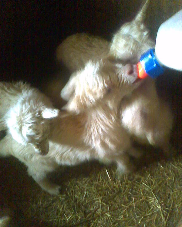 Вертятся очень, тяжело фотографировать. На месте не стоят.