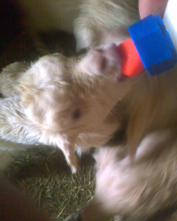 из бутылочки