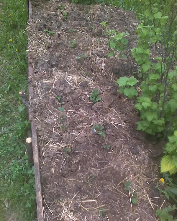 Фото устаревшее, сейчас на этом месте клубничные листья активно пошли. Еще стал активно вылезать где попало не то овес, не то ячмень, просто у коз он не всегда переваривается весь и иногда в навозе семена всходят.