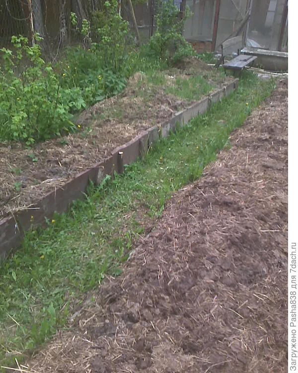 Фото правда устаревшее. Сначала чуть ли не треть клубники после пересадки увяла, листья пропали (не знаю, может навозом чуть сжег), но потом отовсюду пошли молодые листочки, т.е. растения явно живы. А грядка справа - просто перекопана и "засеяна" луком-севком, он немного подсушенный, но, надеюсь, взойдет. Тоже всё сплошь старым навозом завалил, фигли