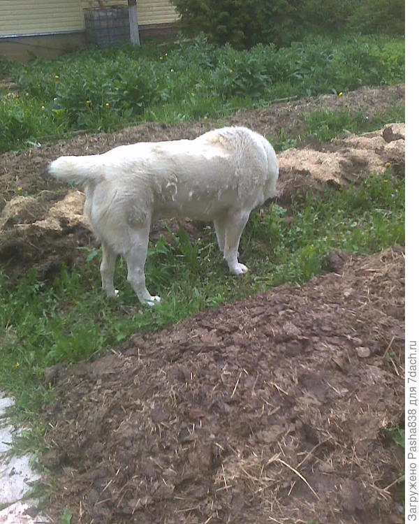 Собака. Вроде более менее воспитал его, чтобы не очень топтался по грядкам. Главное при нём не сильно рыть, а то он за компанию тоже рыть начнет и картошку мне обратно выкопает. Сзади вот тоже были грядки, но их заполонили сорняки и огуречник. Правда фото устаревшее, траву я уже ободрал всю, завтра начну убирать оттуда остатки клубники и чеснока на пересадку (место подготовил), а потом тупо перекопаю всё, завалю навозом, посажу картошку в лунки и засыплю их песком (не навозом)