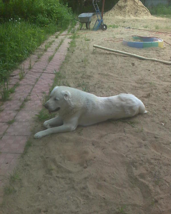 Правда алабаи в содержании недешевы, им нужен корм (немало) н у и ряд небесплатных прививок как обычно.