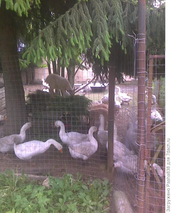 Вот. Собрались возле тачки выполотых сорняков, трапезничают. Гуси и молодые козлята.