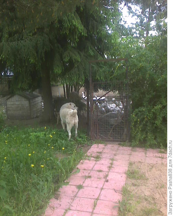 Гусей разглядывает. Хорошо, что они за забором, а то мало ли что ему в голову взбрело бы. Так-то вроде знает что свои, но мало ли, вдруг полезет играться и прикусывать, добром подобное не закончится.